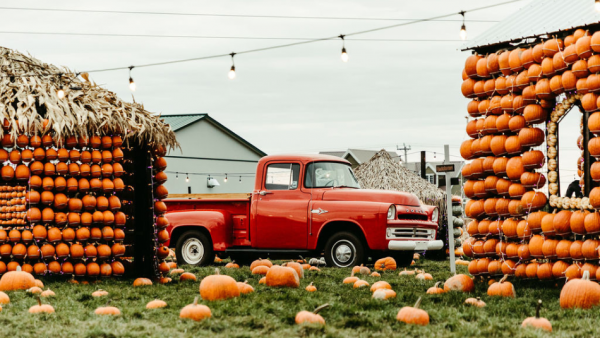 4 fabulous places for pumpkin picking